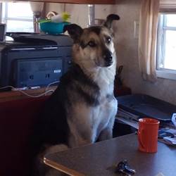 Image of dog sitting at table