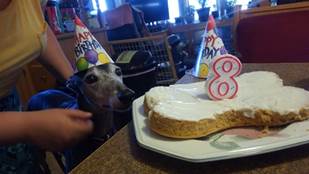 Image of a Grey Hound birthday party